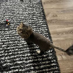 Pawparazzi Pet Salon Giftly Beautiful Gift Card Alternative