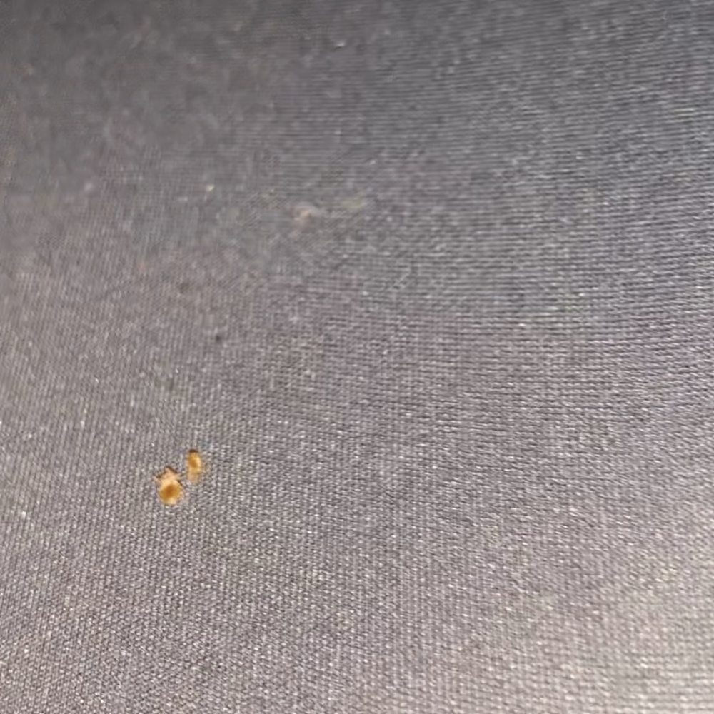 Shasta Pines - Live bugs as well as crusty old dead bugs on box spring - Hotels Near Me - Burney, California Shasta Pines - Live bugs as well as crusty old dead bugs on box spring - Hotels Near Me - Burney, California