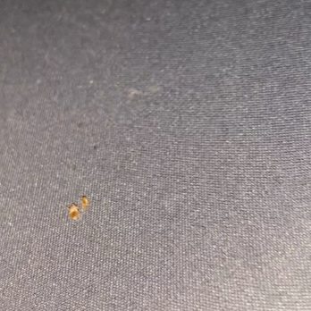 Shasta Pines - Live bugs as well as crusty old dead bugs on box spring - Hotels Near Me - Burney, California