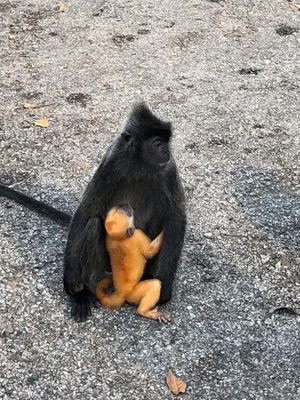 Malawati Hill بوكيت ملاوتي by null