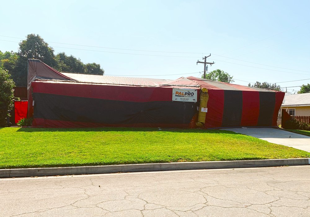 PAL PRO PEST & TERMITE CONTROL Updated July 2024 182 Photos & 155