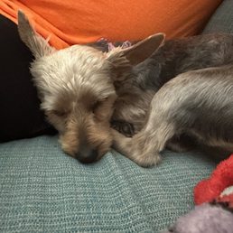 This is my yorkie names Fancy....this is in no way a normal puppy yorkie cut.... This is my yorkie names Fancy....this is in no way a normal puppy yorkie cut....