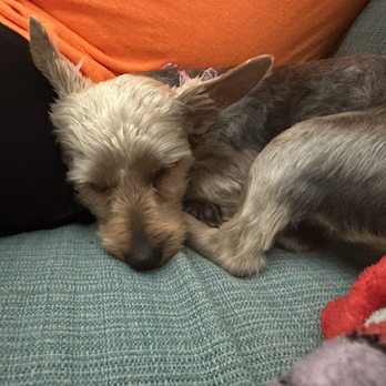 Williams Pet Parlor - This is my yorkie names Fancy....this is in no way a normal puppy yorkie cut.... - Pet Groomers Near Me - LynH, Florida Williams Pet Parlor - This is my yorkie names Fancy....this is in no way a normal puppy yorkie cut.... - Pet Groomers Near Me - LynH, Florida