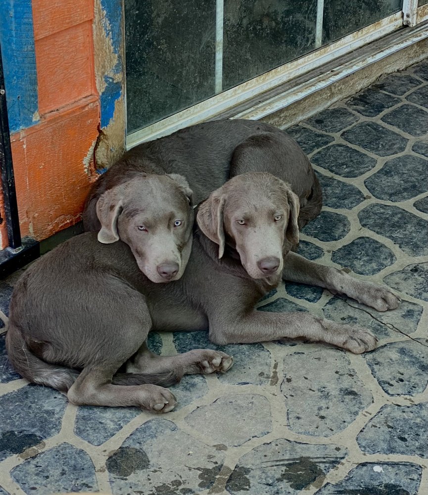 STEPH’S HAPPY DOGS Updated October 2024 29 Photos & 45 Reviews 1409 Kuehner Dr, Simi