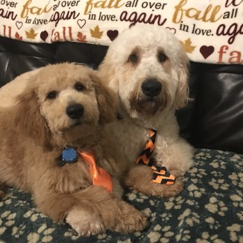 PetSmart - Pet Stores Near Me - Naperville, Illinois