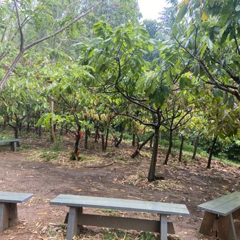 Lydgate Farms - Cacao pods - Botanical Gardens Near Me - Kapaa, Hawaii Lydgate Farms - Cacao pods - Botanical Gardens Near Me - Kapaa, Hawaii
