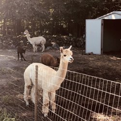 Kave Rock Farm