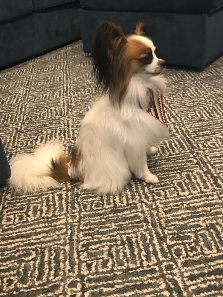 ARCTIC TAILS 35 Photos & 18 Reviews 1601 E 84th Ave, Anchorage