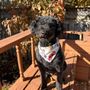 Photo of My Dog Groomed
