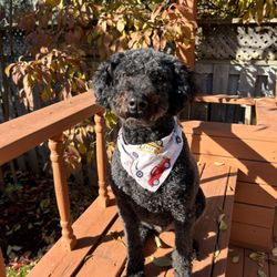 My Dog Groomed
