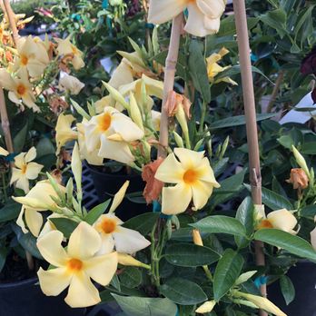 Calloway's Nursery - Nurseries & Gardening Near Me - Dallas, Texas