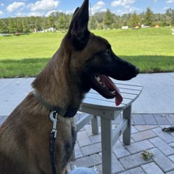 K-9 Specialists