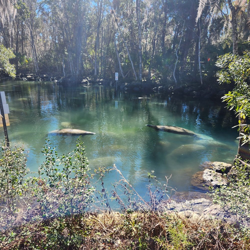 Three Sisters Springs - So many manatees when the weather is colder;) - Tours Near Me - Crystal River, Florida Three Sisters Springs - So many manatees when the weather is colder;) - Tours Near Me - Crystal River, Florida