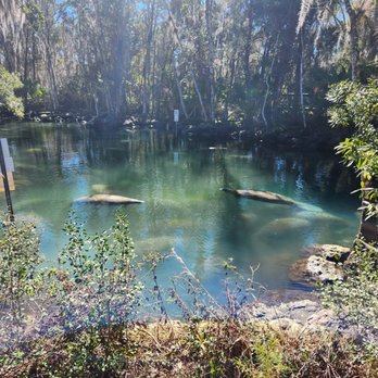 Three Sisters Springs - So many manatees when the weather is colder;) - Tours Near Me - Crystal River, Florida Three Sisters Springs - So many manatees when the weather is colder;) - Tours Near Me - Crystal River, Florida