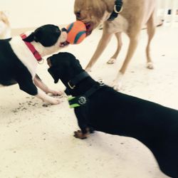 Laughing Dogs Daycare - Thursday buddies at play