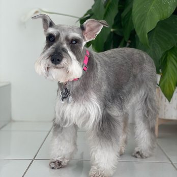 Flores Pet Grooming - Pet Sitting Near Me - Miami, Florida Flores Pet Grooming - Pet Sitting Near Me - Miami, Florida