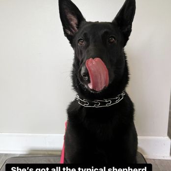 Rascal Training - Day 1
Her caption pretty much sums it up! - Pet Training Near Me Rascal Training - Day 1
Her caption pretty much sums it up! - Pet Training Near Me
