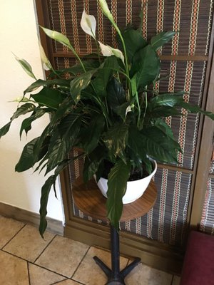 Cathay House by null