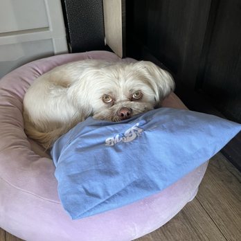 Lexi Fur - Georgie with her very own My Pillow - Pet Groomers Near Me - Lake Placid, Florida Lexi Fur - Georgie with her very own My Pillow - Pet Groomers Near Me - Lake Placid, Florida