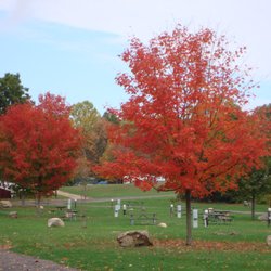 Nelson's Family Campground