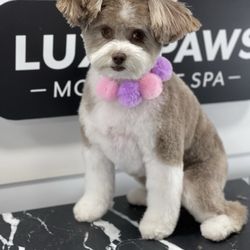 Luxe Paws Mobile Pet Spa