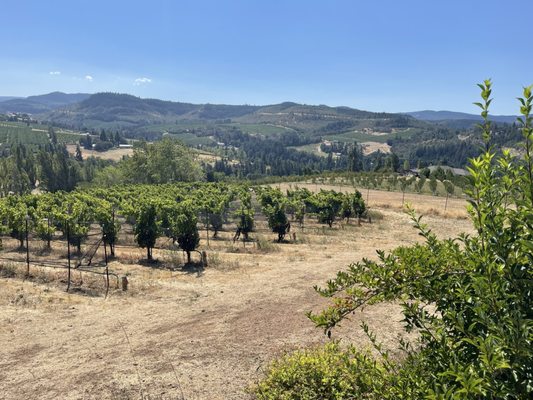Analemma Wines by null