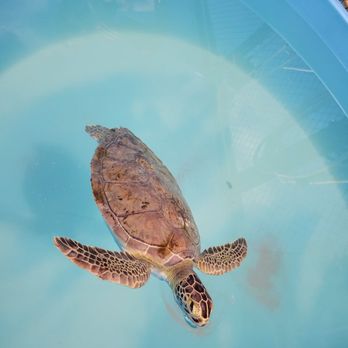 The Turtle Hospital - Veterinarians Near Me - Marathon, Florida The Turtle Hospital - Veterinarians Near Me - Marathon, Florida
