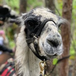 Swan Mountain Outfitters - Meet Lazius!