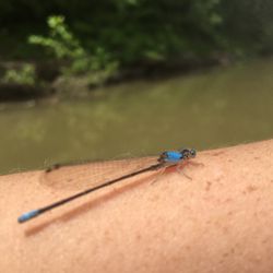 Dragonflies are friendly and eat the mosquitos.
