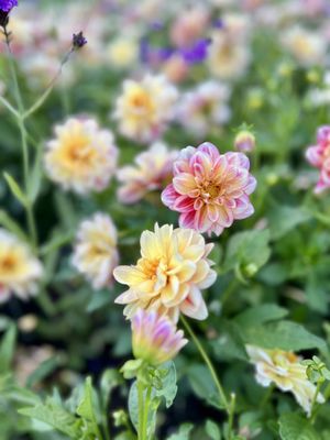 The Butchart Gardens by null