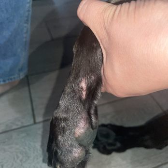 Dunedin Happy Tails - Wound on my dogs paw - Pet Groomers Near Me - Dunedin, Florida Dunedin Happy Tails - Wound on my dogs paw - Pet Groomers Near Me - Dunedin, Florida