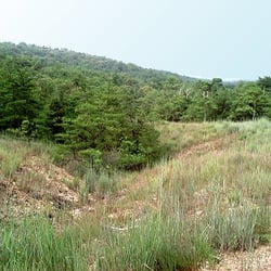 The Serpentine Barrens - May not immediately be apparent to the naked eye but all the vegetation is geared for arid desert conditions