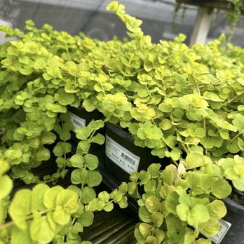 American Farms LLC - Nurseries & Gardening Near Me - Naples, Florida American Farms LLC - Nurseries & Gardening Near Me - Naples, Florida