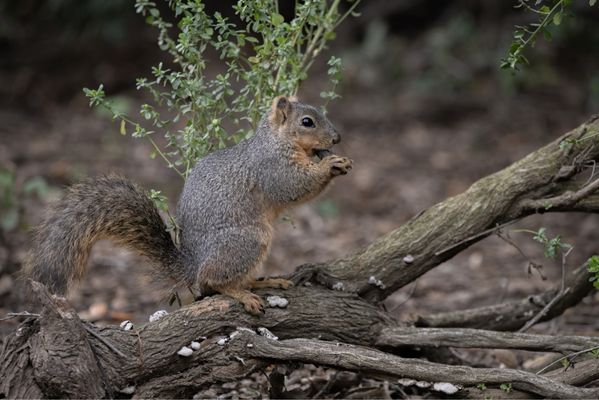 Sepulveda Basin Wildlife Reserve by null