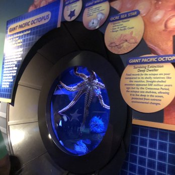 Adventure Aquarium - Octopus - Aquariums Near Me - Camden, New Jersey Adventure Aquarium - Octopus - Aquariums Near Me - Camden, New Jersey