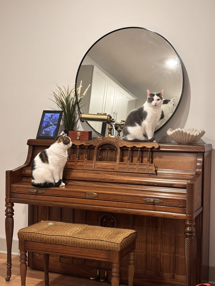 Brianna's Pet Sitting - pet boarding facility in Huntsville, AL