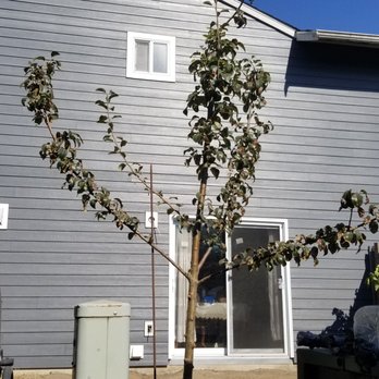 Polar Bear Exterior Solutions - Hardy-plank new siding. - Windows Installation Near Me - Mukilteo, Washington Polar Bear Exterior Solutions - Hardy-plank new siding. - Windows Installation Near Me - Mukilteo, Washington