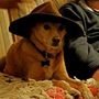 Photo of Dogabides