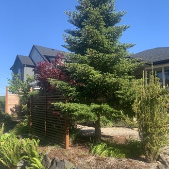Green City Tree Care - before the bottom of this fir tree was bushy and overgrown. Now it's completely clean thanks to Des and Offa - Tree Services Near Me Green City Tree Care - before the bottom of this fir tree was bushy and overgrown. Now it's completely clean thanks to Des and Offa - Tree Services Near Me