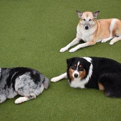 Kountry Pet Resort & Training Center