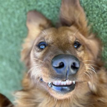 PetSuites Alliance - Pet Boarding Near Me - Fort Worth, Texas PetSuites Alliance - Pet Boarding Near Me - Fort Worth, Texas