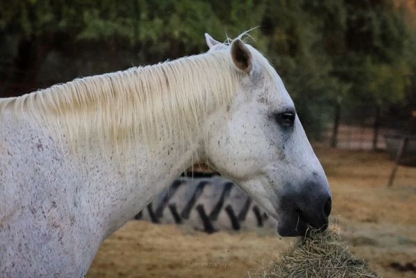 Saguaro Lake Guest Ranch by null