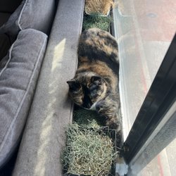 Joe's Microgreens - My cat hugging her real best friends.