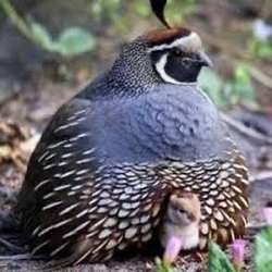SEL Event Center - Quails this quail got a low taper fade