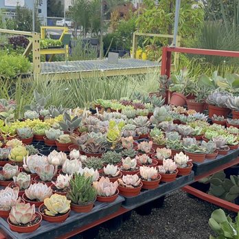 C&S Garden Center - Nurseries & Gardening Near Me - Lawndale, California C&S Garden Center - Nurseries & Gardening Near Me - Lawndale, California