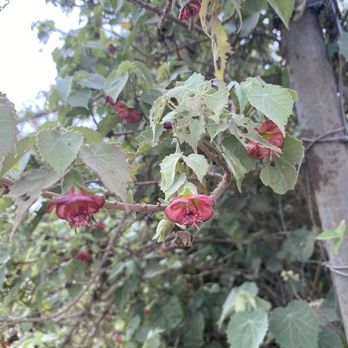 Native Nursery - Don't remember the name... - Nurseries & Gardening Near Me - Kula, Hawaii