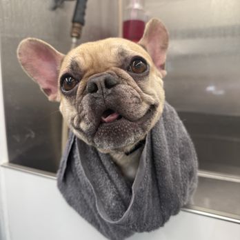 Pampered Pups - Little Ms. Piper - Pet Groomers Near Me Pampered Pups - Little Ms. Piper - Pet Groomers Near Me