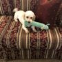 Photo of Li Li's Pet Sitting