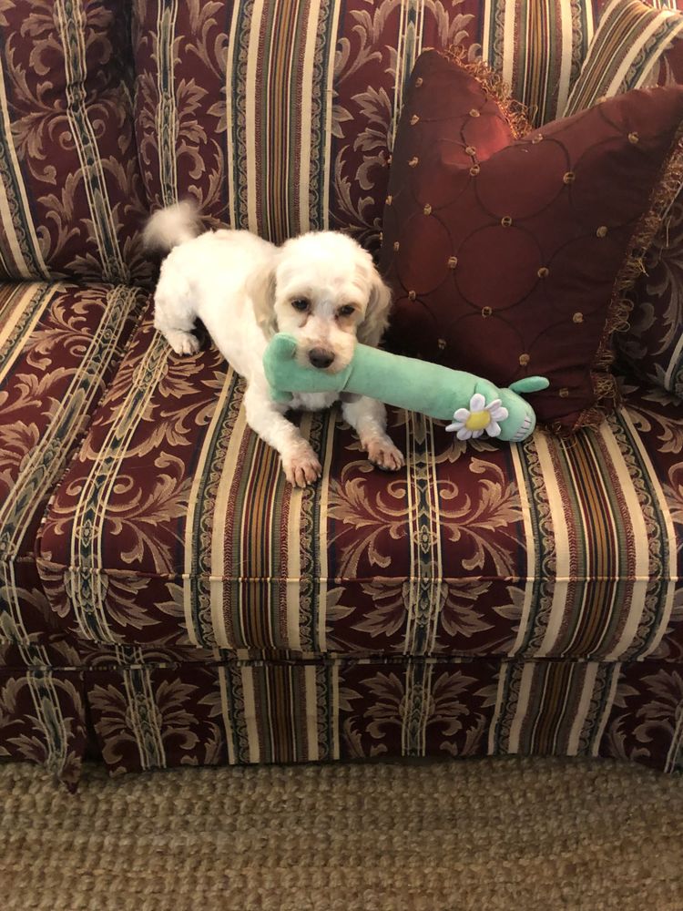 Li Li's Pet Sitting - pet boarding facility in Baton Rouge, LA