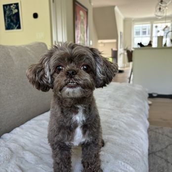 Treated Groom Spa - Miss Coco post-Treated - Pet Groomers Near Me - Ridgefield, Connecticut Treated Groom Spa - Miss Coco post-Treated - Pet Groomers Near Me - Ridgefield, Connecticut